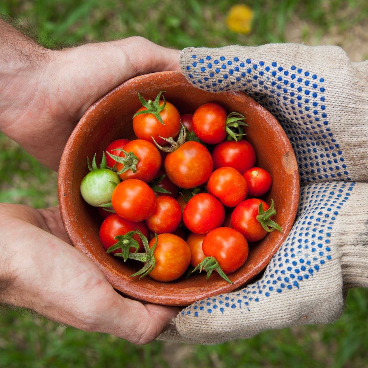 Bowl of Tomatoes